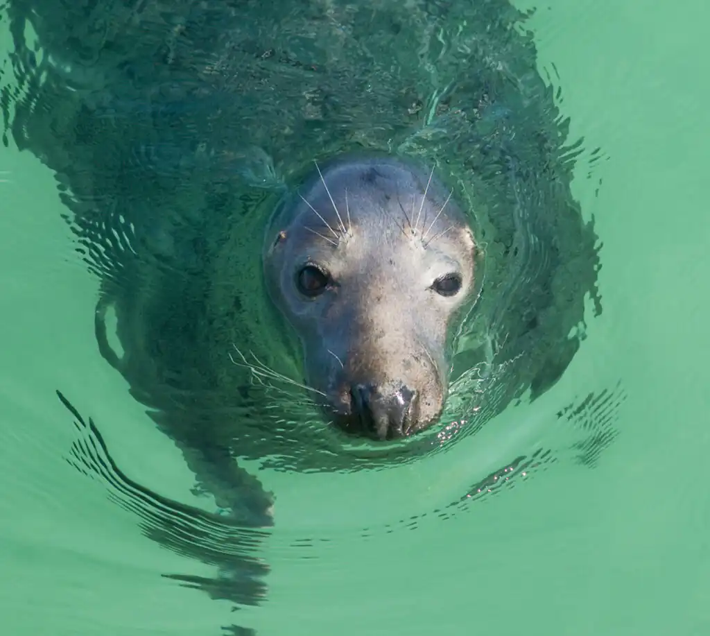 Seal
