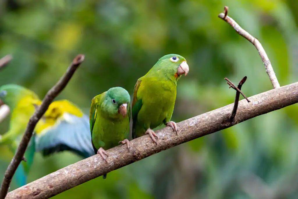 Pair of orange-chinned parakeets, Brotogeris jugularis, on a branch