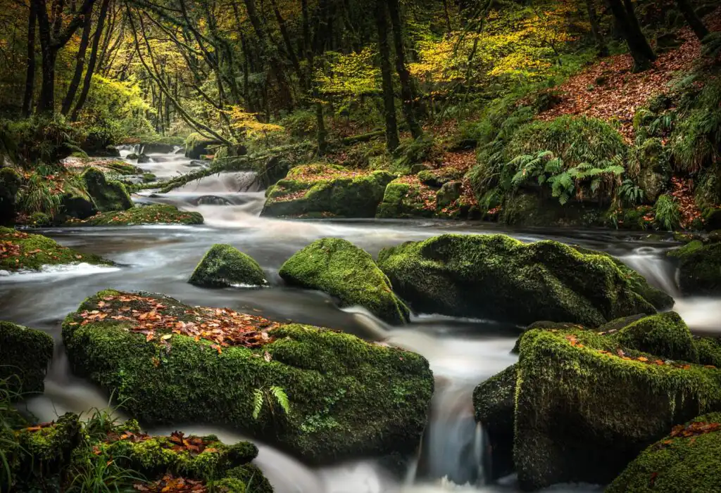 Late Autumn Moss, Golitha Falls, Cornwall