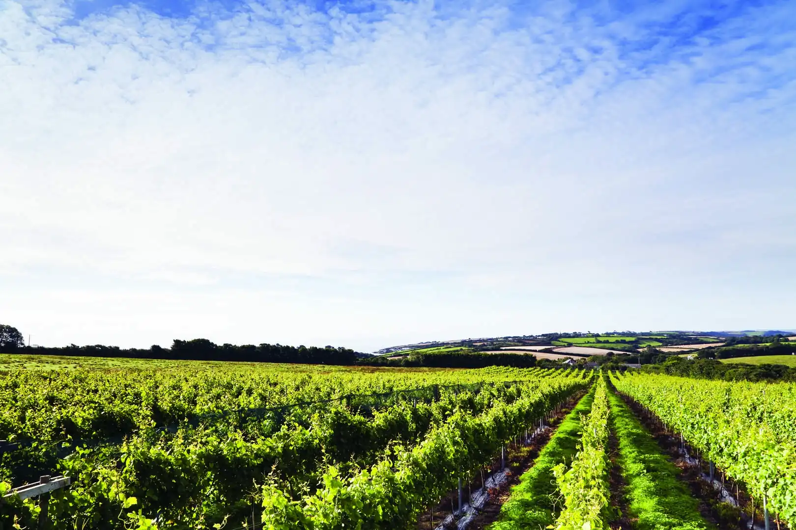 Expansive green vineyard at Cornish Knightor Winery, showcasing rows of lush plants under a clear blue sky, one of the best Cornish Wineries and Vineyards to visit.