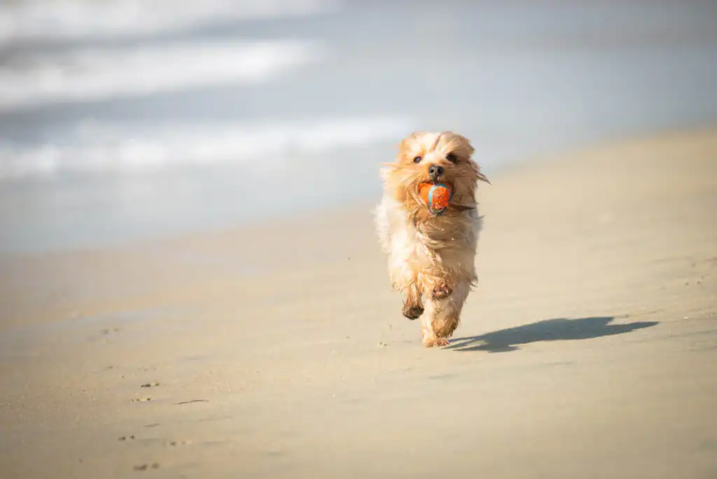 Fetch at the Beach