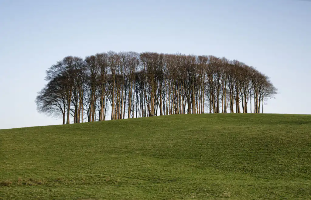 nearly home trees