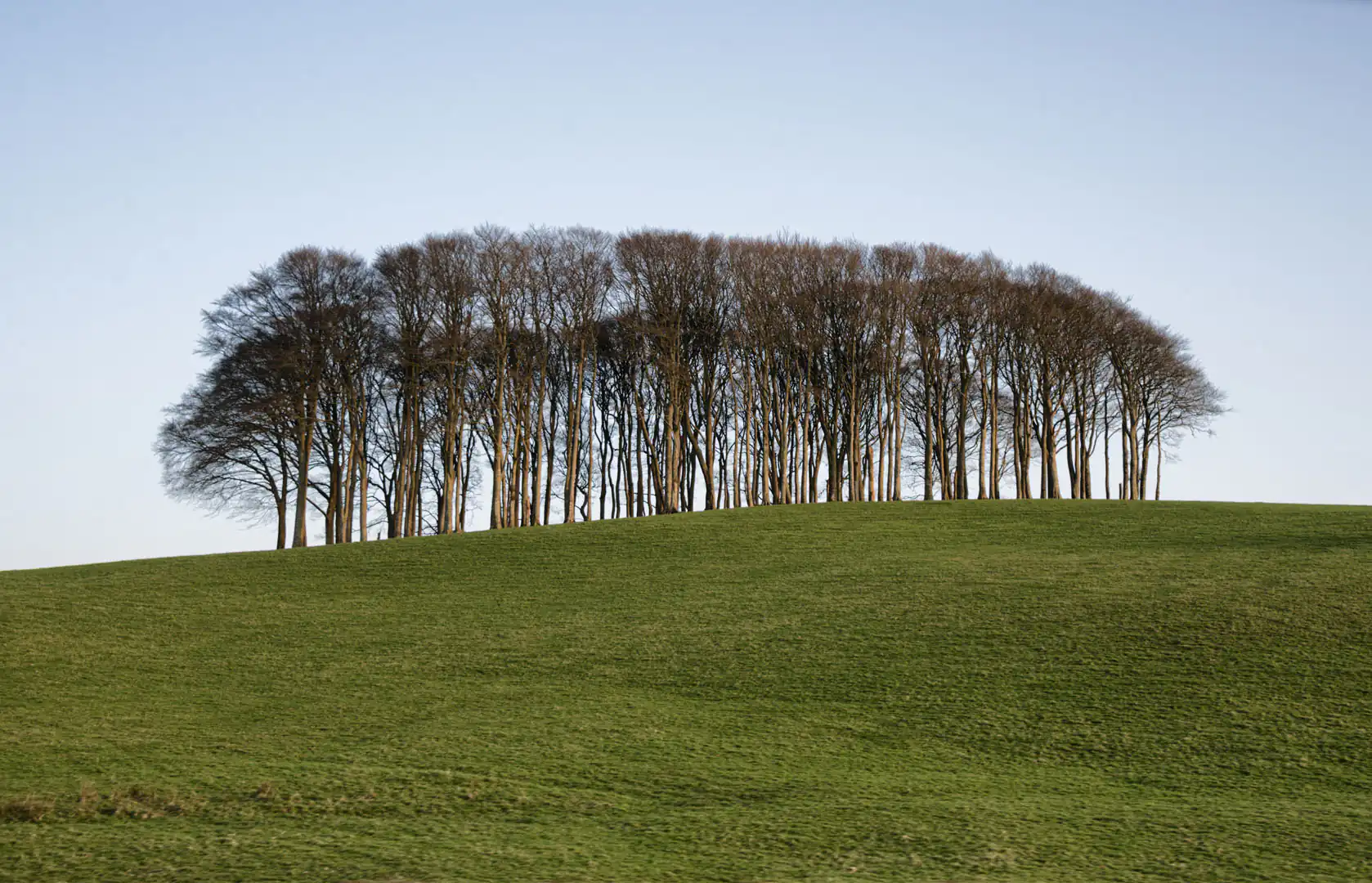 A line of leafless trees on a green hill under a clear blue sky, also known as the Nearly There Trees, an important marker on your car journey to Cornwall.