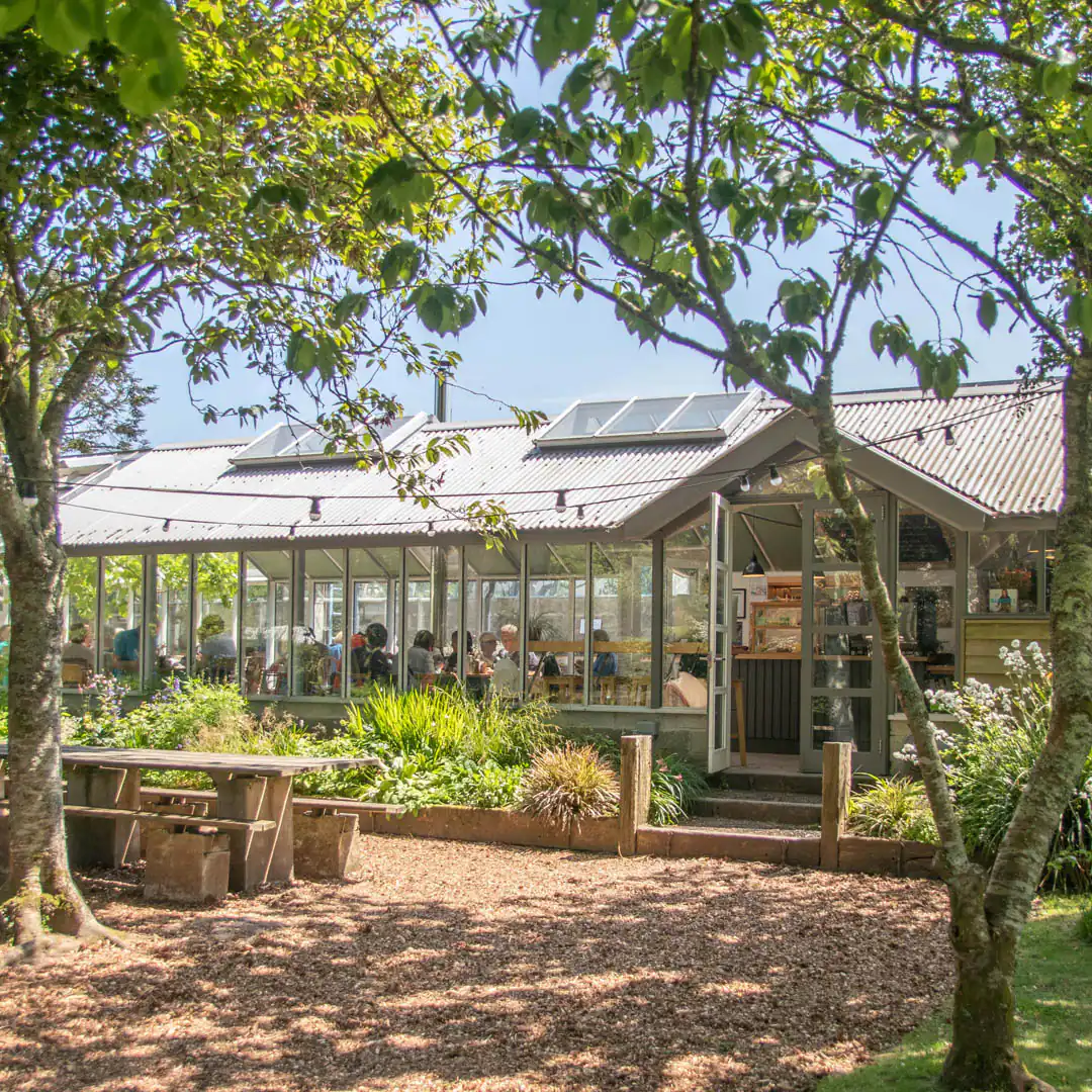 A lush tree with vibrant green leaves outside the Potager Garden, a great Hidden Cafe in Cornwall.