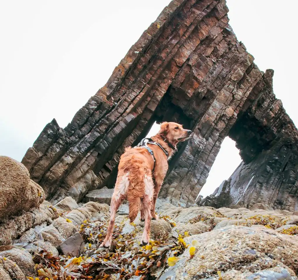 Dog-Friendly Holidays